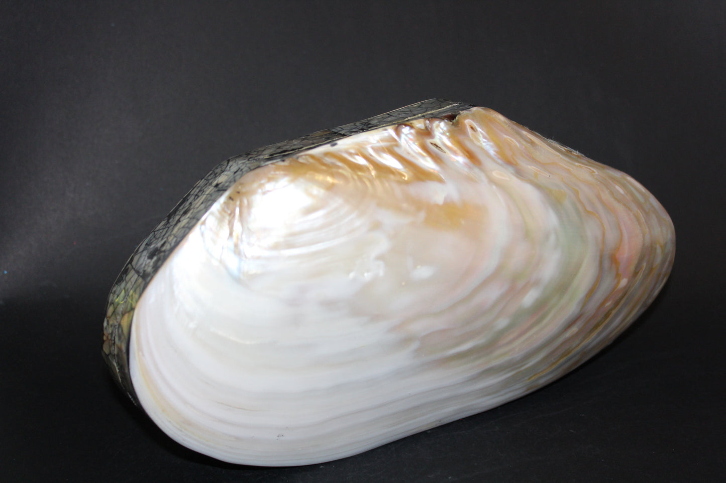 Box - Shell - Freshwater Muscle (hinged lid) - lge