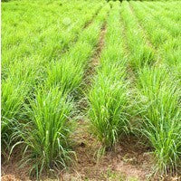 Essential Oil floral reference - Lemongrass