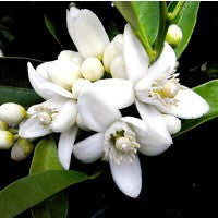 Essential Oil floral reference - Neroli