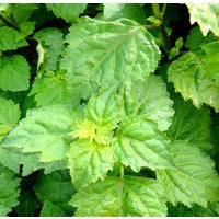 Essential Oil floral reference - Patchouli