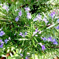 Essential Oil floral reference - Rosemary