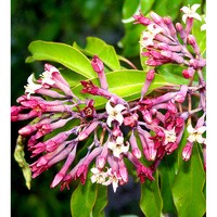 Essential Oil floral reference - Sandalwood (west india)