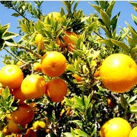 Essential Oil floral reference - Sweet Orange