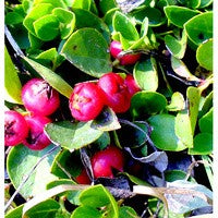 Essential Oil floral reference - Wintergreen
