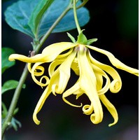 Essential Oil floral reference - Ylang Ylang